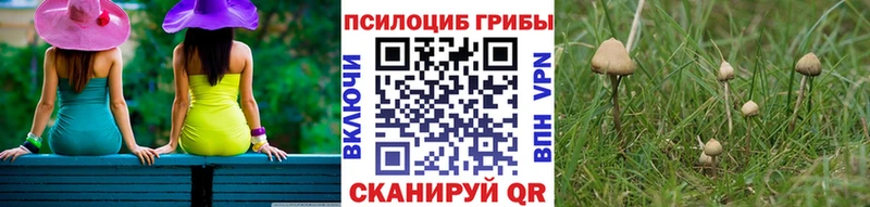 Псилоцибиновые грибы прущие грибы  где найти   Дно 